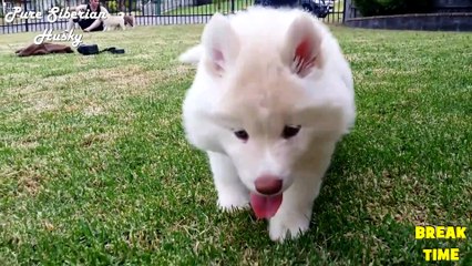 CUTEST Baby ANIMALS Ever