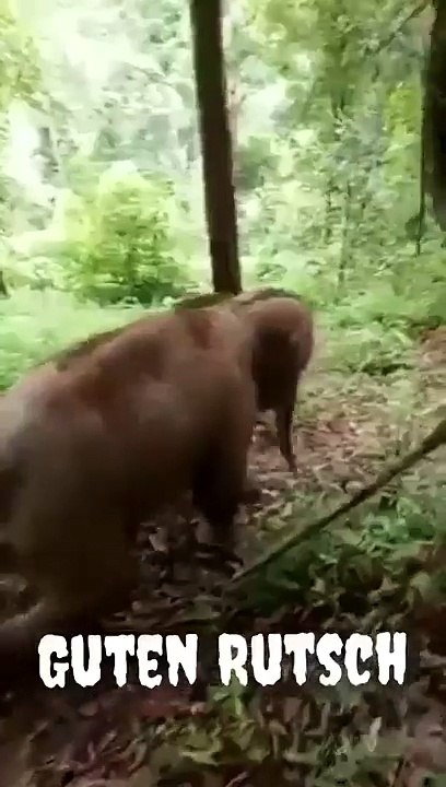 ELEFANT wüncht einen guten rutsch ins neue Jahr