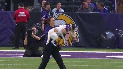 Frisbee dogs entertain during Bears vs. Vikings halftime