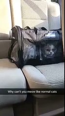 Why can't you meow like normal cats