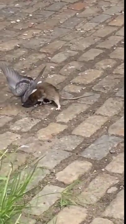 Les rats de New York sont tellement gros qu'ils mangent des pigeons
