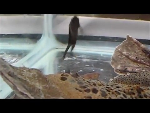 Regardez comment naissent les bébés crapauds... Bizarre!