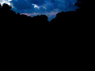 Fireflies/lightning bugs in my backyard
