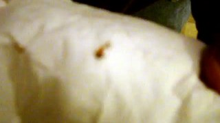 Infected Deer Tick I pulled off my dog 11/23/10