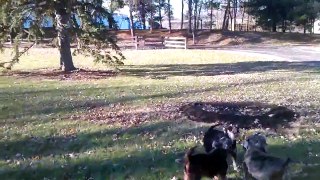 5 piglet doglets howling at the lovely daily siren w/ me and my mom in 2014