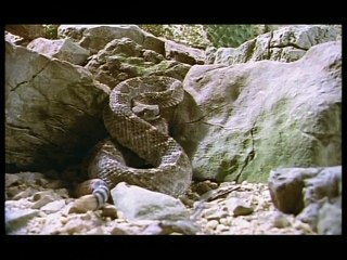 SNAKEBITE! RATTLESNAKE