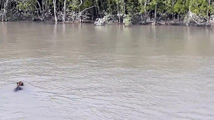 [MP4 720p] Royal bengal tiger crossing river gazi at pirkhali of sundarban