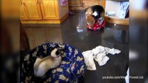 Jerk Cats Stealing Dog Beds