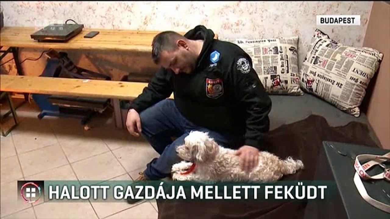 3 héten át feküdt halott gazdája mellett