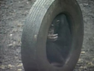 CONSCIENCE ANIMALE 3