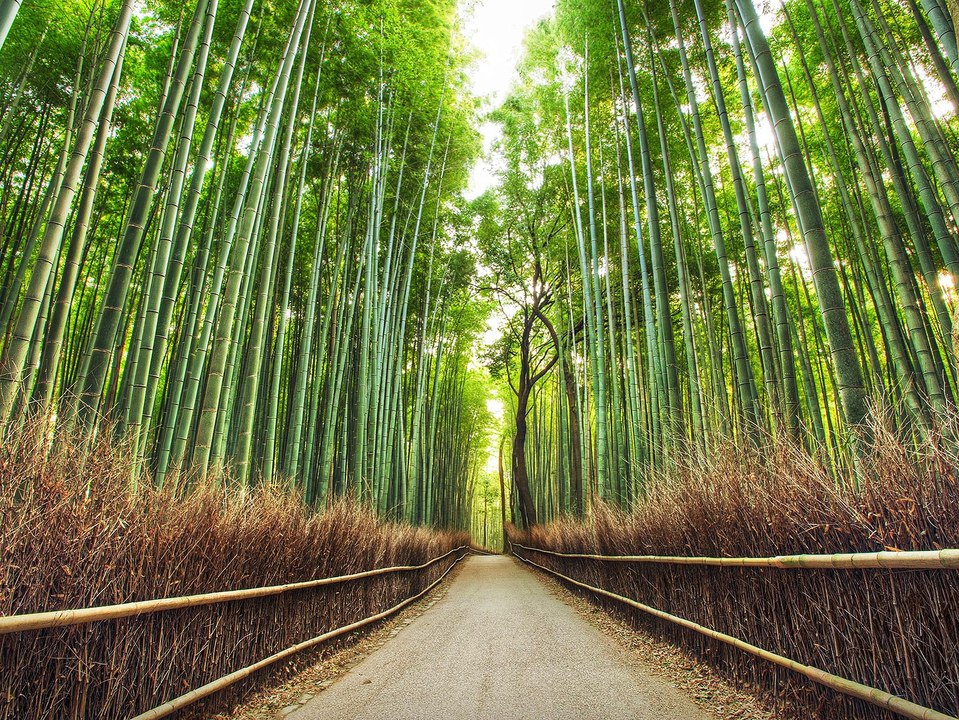 Visit Kyoto Day 3