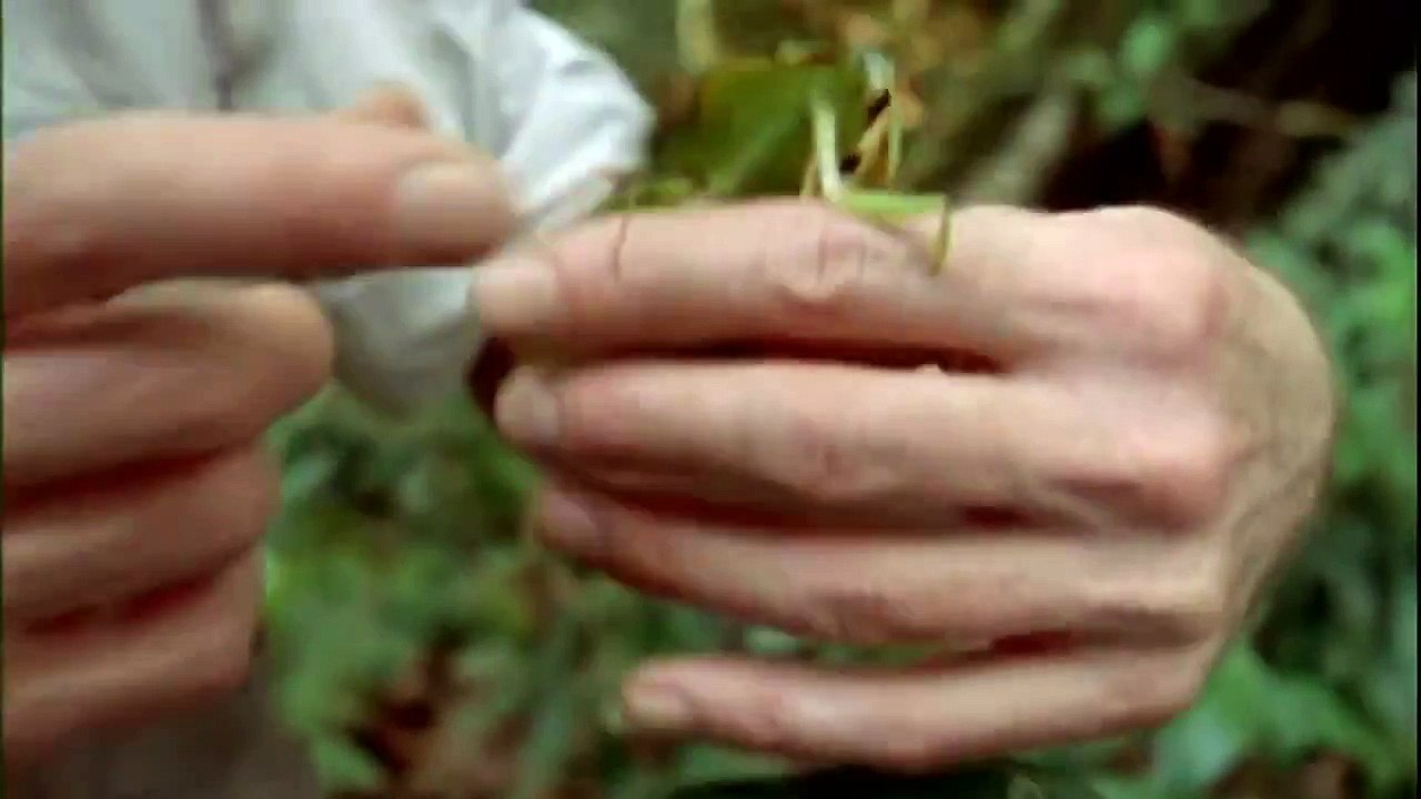 Evolution 1/7 - Darwin's Dangerous Idea part 1/3