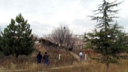 Ağaçta mahsur kalan vaşak kurtarıldı