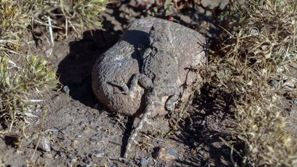 'Topbaş keleri' Ağrı Dağı'nda görüntülendi - IĞDIR