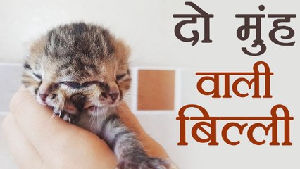 Bizarre: दो मुंह, तीन आंखें और दो नाक वाली बिल्ली, internet पर हुई viral | वनइंडिया हिंदी