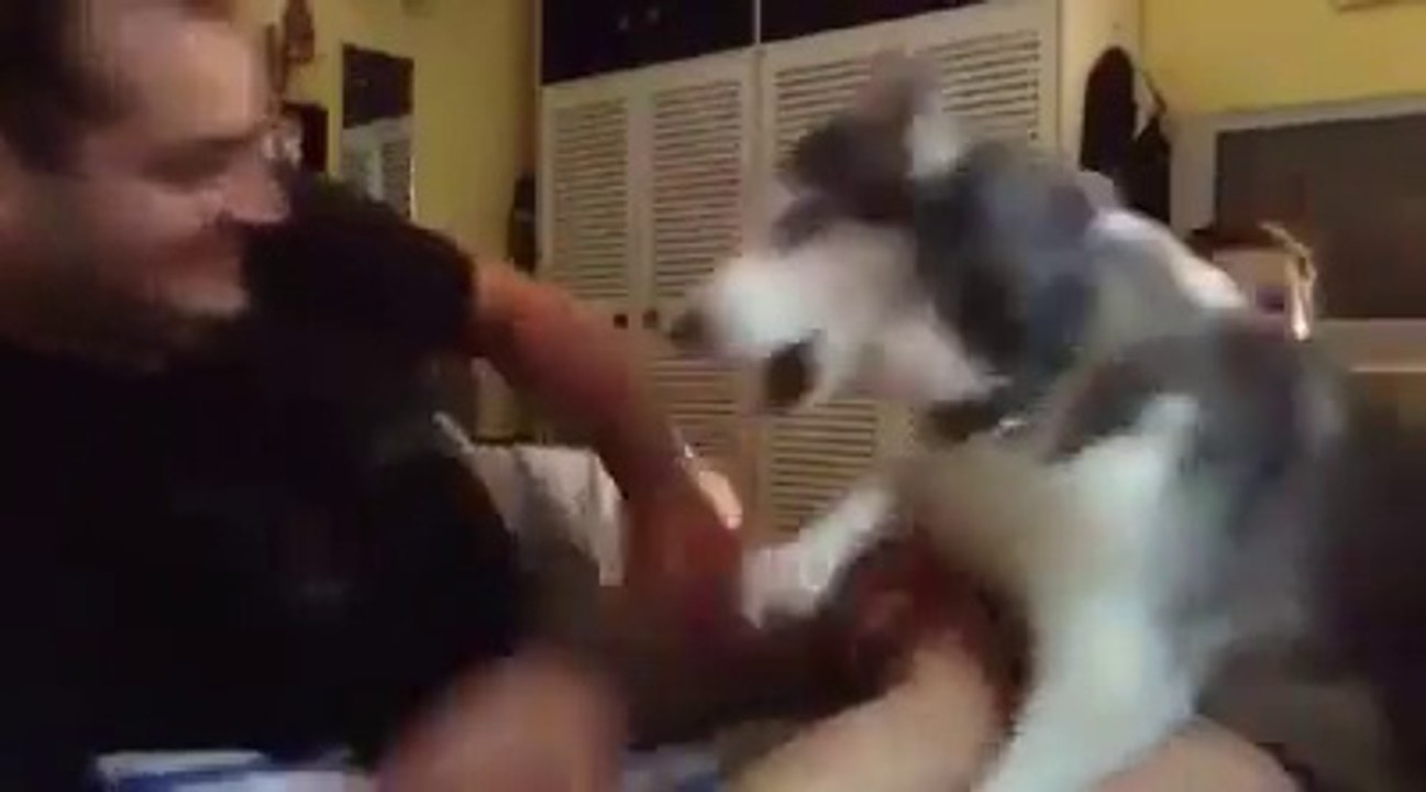 Ce husky déteste qu'on touche aux enfants... Adorable