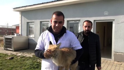 Tedavi edilen tilki doğaya salındı - MUŞ