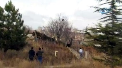 Çoban köpeklerinden korkarak ağaca tırmanan vaşak kurtarıldı