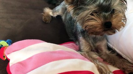 Sweetest yorkshire terrier fight  against my hand - see that cutie puppie ✋