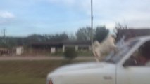 Ce chien voyage au grand air, sur le capot de la voiture... Même pas peur