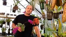 Easy Orchid Care: Repotting a Phalaenopsis with Rotten Roots / Steps to save an Orchid with no roots