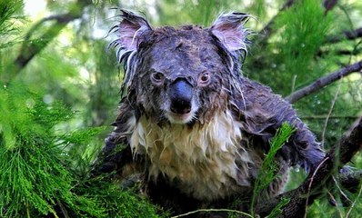 Koala Loài vật dành 20 giờ mỗi ngày để ngủ có nguy cơ bị tuyệt chủng