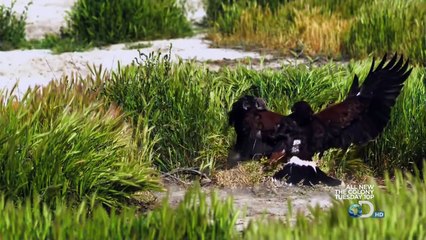 Discovery channel - Speed of Life  - Predators of the Southwest  Full HD