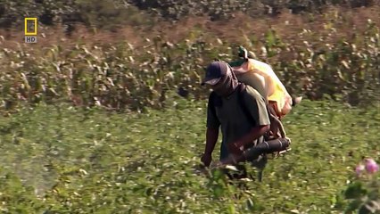 NG - Nasca Lines Decoded