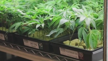 California da vía libre al negocio de la marihuana recreativa