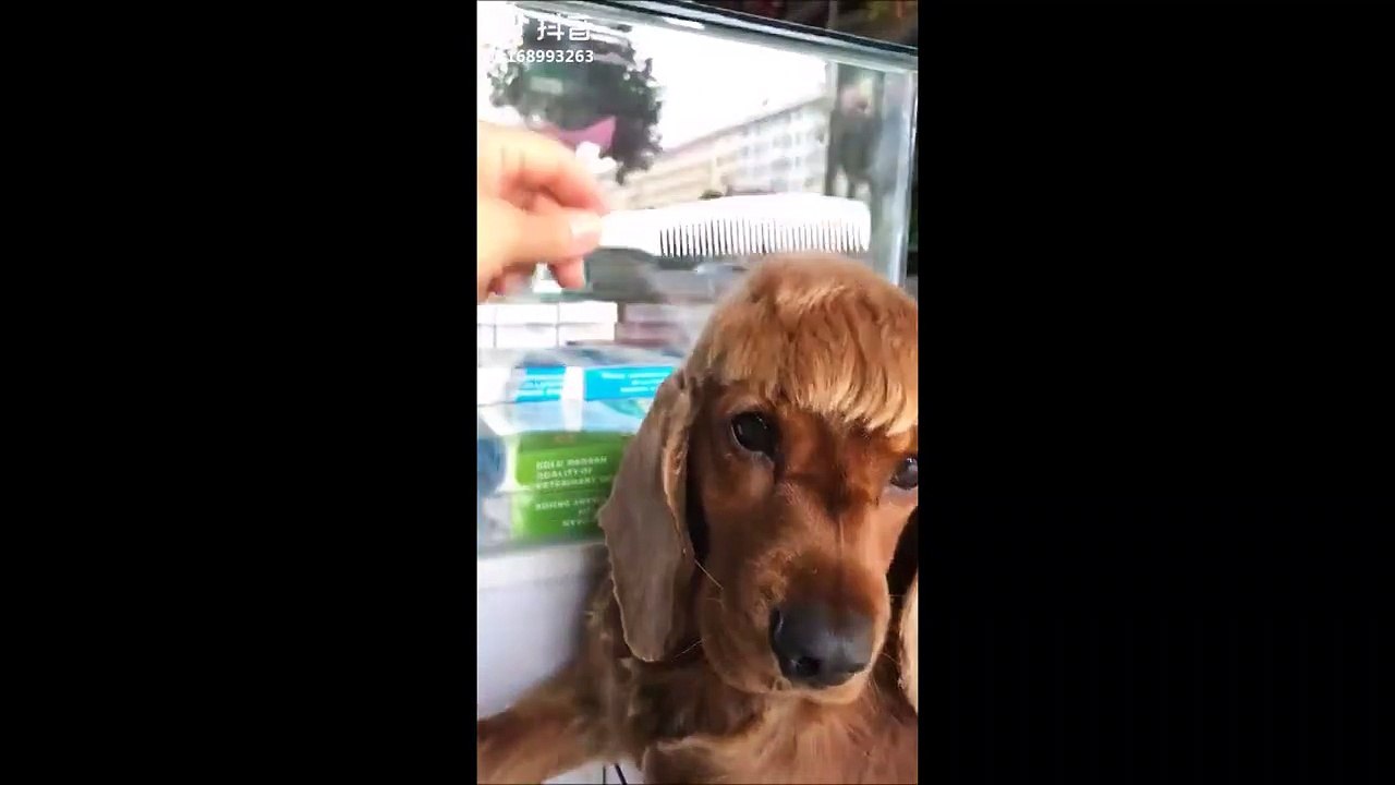 Quand tu coiffes ton chien comme un footballeur! La classe