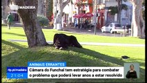 Problema dos Animais Abandonados no Funchal