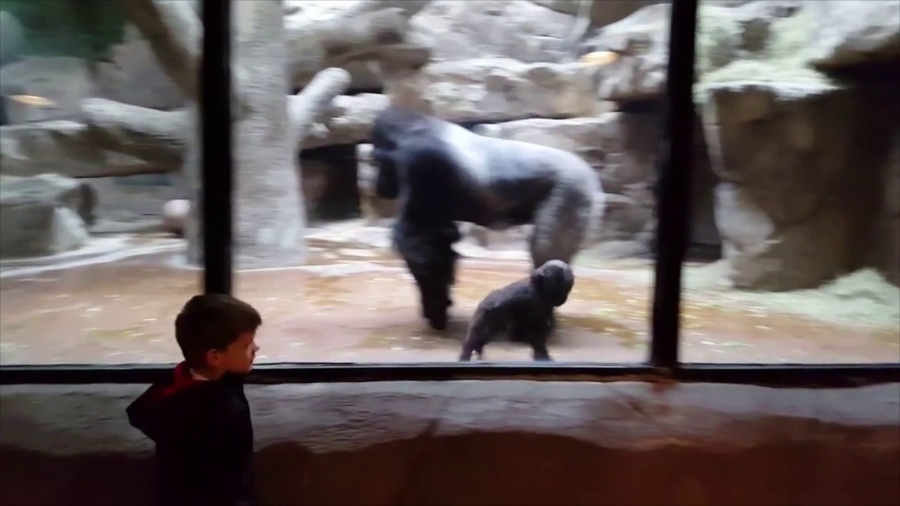 Quand un bébé gorille et un enfant joue ensemble à travers la vitre du zoo... Adorable