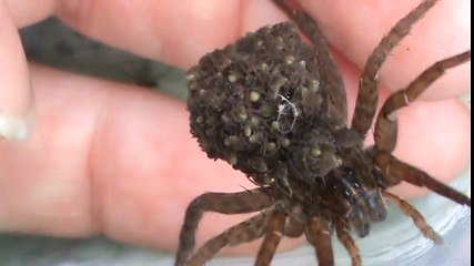 Elle tient dans ses mains une araignée qui porte sur son dos des milliers de bébé