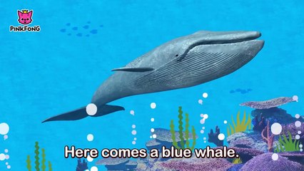 Whoosh, Blue Whale _ Blue Whale _ Animal