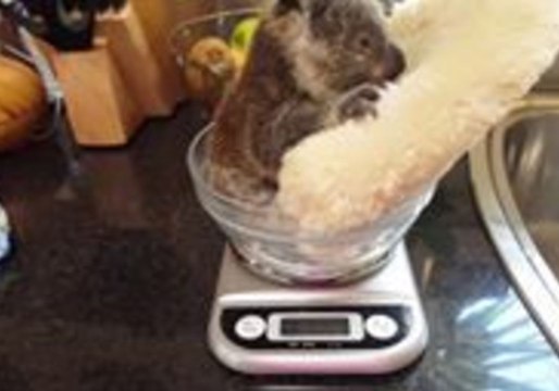 Young Koala Chills Out While Getting Weighed