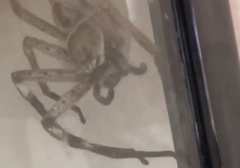 Timelapse Shows Huge Spider Building Egg Sac After Eating Mate