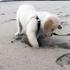 Phòng khám đa khoa Đại Đông - Funny Dogs #7