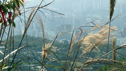 Natural therapy: Hong Kong's mountain warriors