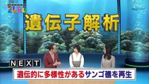 [NHK] サイエンスZERO - 遺伝子解析でサンゴを救え！ (2017.02.19)