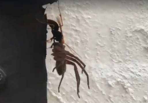 Spider Wasp Drags Away Paralysed Huntsman Spider