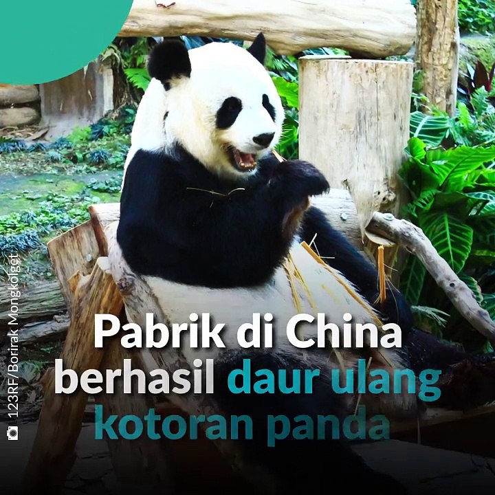 Tisu dari Pup Panda