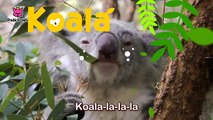 Koala Lalala _ Koala _ Animal Songs _ Pinkfong Songs for Chi