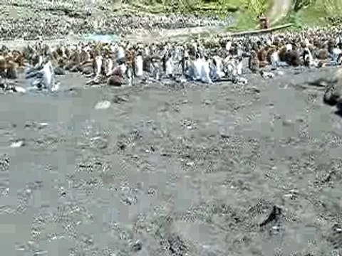 Eléphants de mer aux îles Crozet