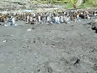 Eléphants de mer aux îles Crozet