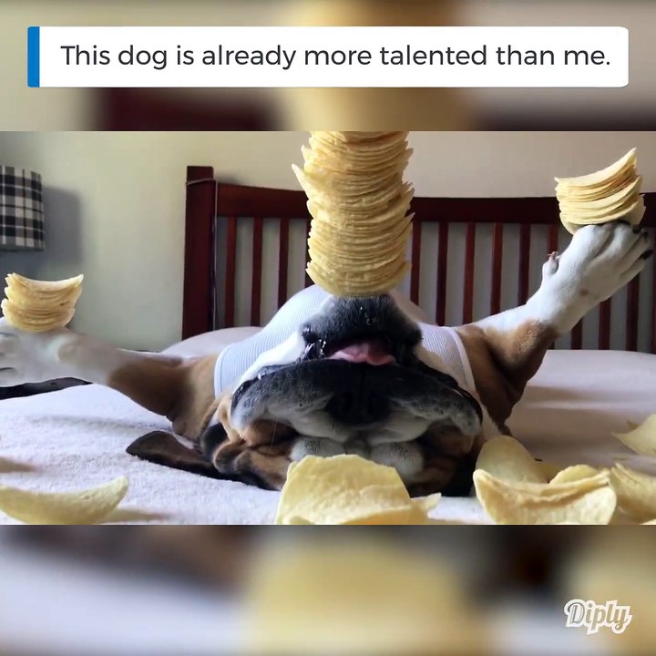 Ce chien est pret pour le cirque! La classe...