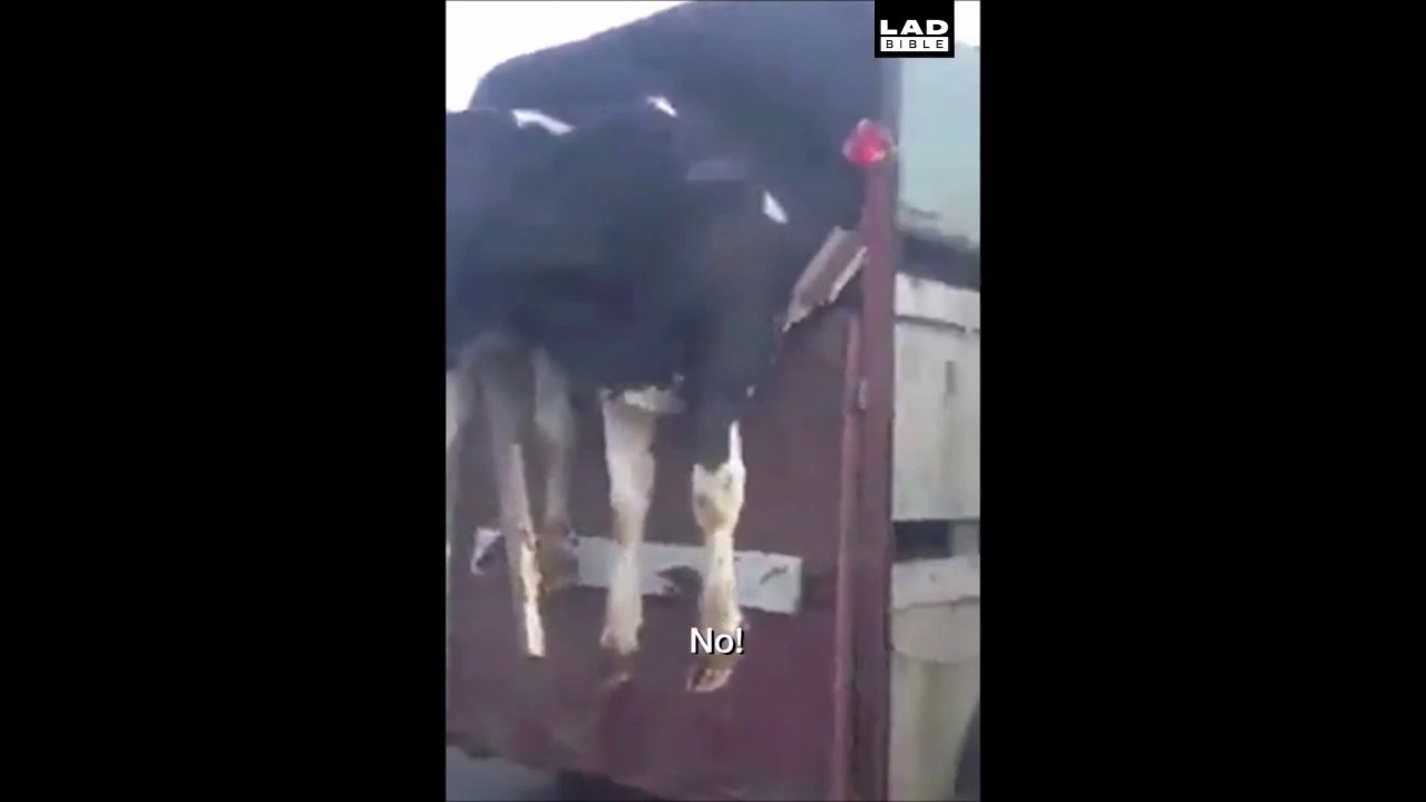 Quand tes vaches veulent se barrer du camion! Liberté!!!!!!