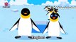 Waddle Emperor Penguin _ Penguin _ Animal Songs _ Pinkfong Songs for