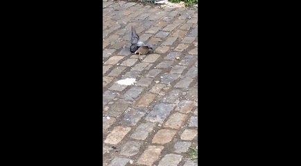 Un rat attaque et dévore un pigeon dans la rue.