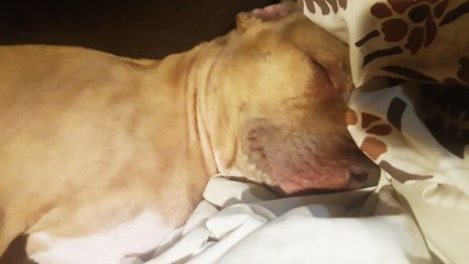 Un chien de garde entrain de se reposer