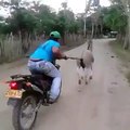 Comedi video help  donkey